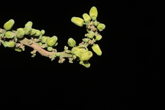 Dysoxylum malabaricum