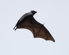 Pteropus tonganus