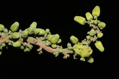 Dysoxylum malabaricum