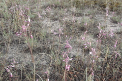 Allium praescissum