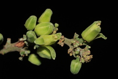 Dysoxylum malabaricum