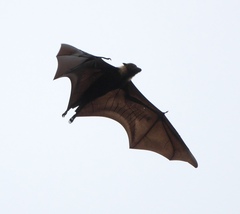 Pteropus tonganus