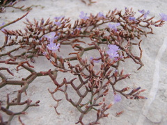 Limonium cancellatum