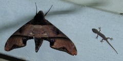 Amplypterus panopus