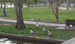 Anser anser domesticus × anser cygnoides domesticus