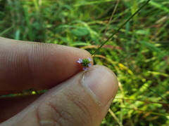 Verbena incompta