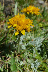 Jacobaea incana