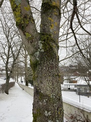 Acer platanoides