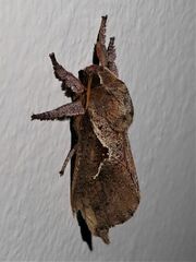 Elhamma australasiae