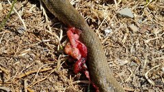 Lycodonomorphus inornatus