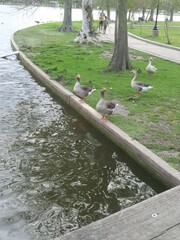 Anser anser domesticus × anser cygnoides domesticus