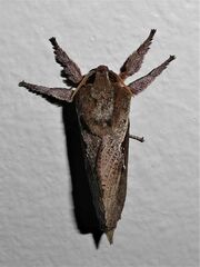 Elhamma australasiae