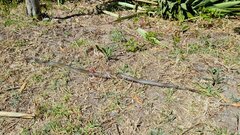 Lycodonomorphus inornatus