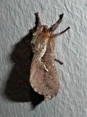 Elhamma australasiae