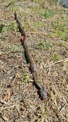 Lycodonomorphus inornatus