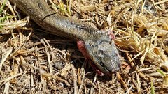 Lycodonomorphus inornatus