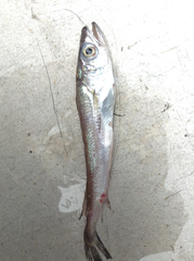 Gadiformes
