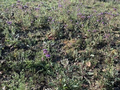 Phacelia crenulata