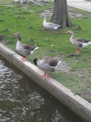 Anser anser domesticus × anser cygnoides domesticus