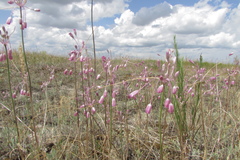 Allium praescissum