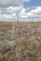 Allium praescissum