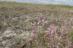 Allium praescissum