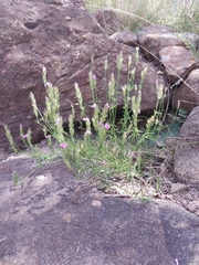 Rostellularia adscendens