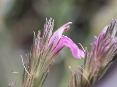 Rostellularia adscendens
