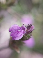 Rostellularia adscendens