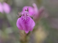Rostellularia adscendens