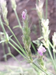 Rostellularia adscendens