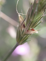 Rostellularia adscendens