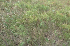 Carex tomentosa