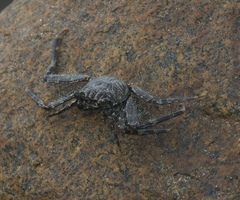 Grapsus
