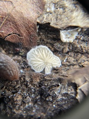 Crepidotus variabilis