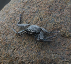 Grapsus