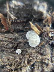 Crepidotus variabilis