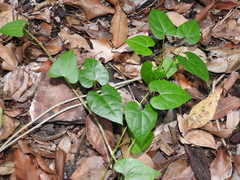 Tinospora smilacina