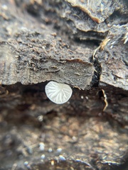 Crepidotus variabilis