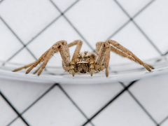 Thanatus arcticus