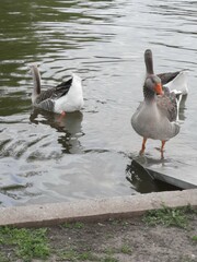 Anser anser domesticus × anser cygnoides domesticus