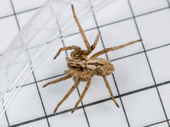Thanatus arcticus