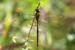 Austroaeschna pulchra