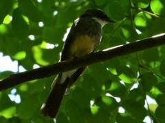 Rhipidura rufiventris isura