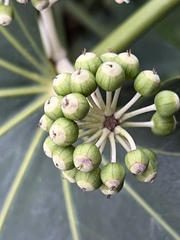 Fatsia japonica