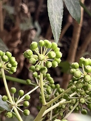 Fatsia japonica