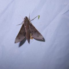 Rhagastis mongoliana