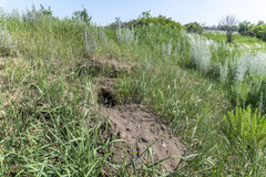 Marmota kastschenkoi