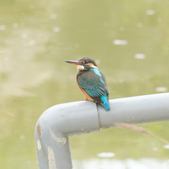 Alcedo atthis bengalensis