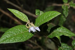 Solanum stelligerum
